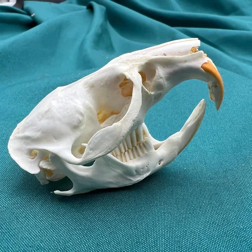 Miniatura 7 de Venta al por mayor 1/2/3/5/10 piezas de taxidermia animales reales, espécimen de huesos reales, suministros de arte hueso veterinario medicina 1: 1