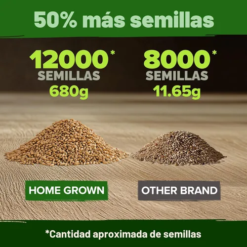 Miniatura 3 de HOME GROWN Semillas de pasto de trigo rojo duro de invierno, más de 12,000 a granel, 1.5 libras, reliquia sin OMG, brotando para jugos, batidos