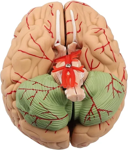 Miniatura 5 de Modelo de cerebro humano de anatomía 1:1 Modelo de cerebro anatómico Tamaño de la vida 8 piezas Modelo de anatomía para exhibición de enseñanza