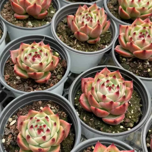 Miniatura 3 de Echeveria Agavoides Blue Dragon – Planta suculenta viva – 3 pulgadas – Tolerante a la sequía, bajo mantenimiento, perfecta para decoración
