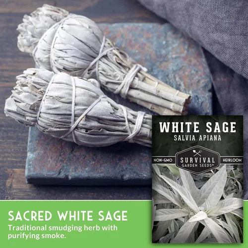 Miniatura 5 de Survival Garden Seeds - Semillas de salvia blanca para plantar - Cultiva hierbas para manchar sostenibles - 2 paquetes con instrucciones