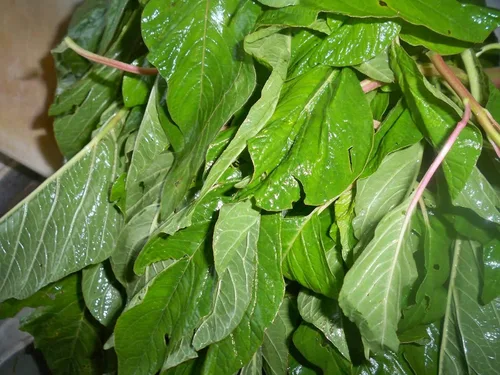 Miniatura 3 de 300 SEMILLAS DE CALALOO Jamaicano (Amaranto Comestible) Real Jamaican Organic Heirloom