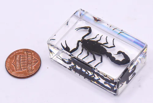 Miniatura 2 de 44mm de escorpión negro real en resina de lucite transparente cristalina, especímenes de artesanía, insectos de varios animales, colección