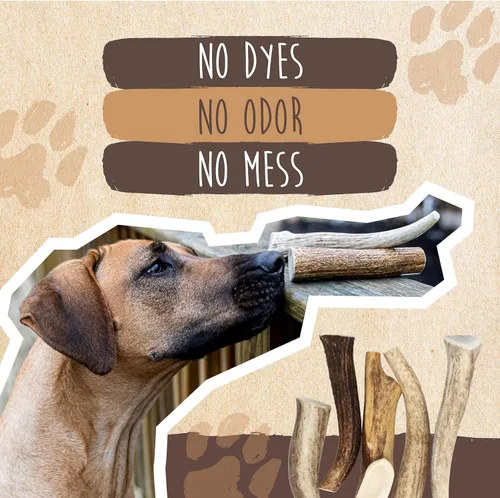 Miniatura 5 de Mighty Paw Astas de alce partidas para perros (procedencia en los Estados Unidos) 2 huesos duraderos de monstruo de más de 8" para masticadores