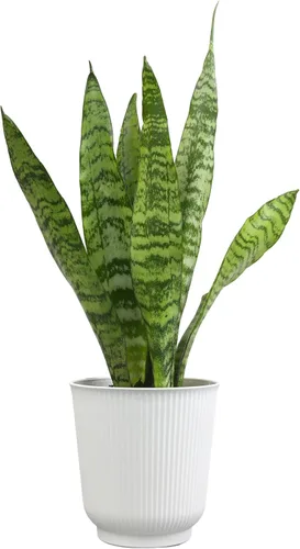 Miniatura 11 de Altman Plants - Planta de serpiente viva (Superba), aproximadamente 13" de alto, prácticamente indestructible, fácil planta suculenta para el hogar