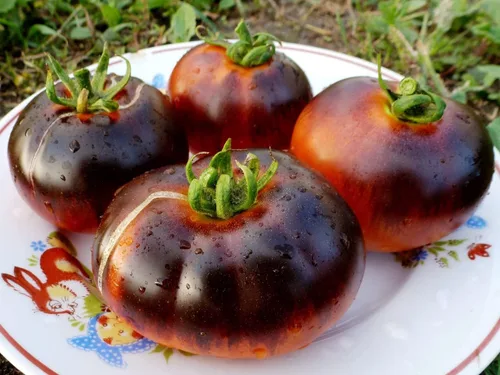 Miniatura 4 de Semillas de tomate elefante negro - Vegetal de reliquia - Sin OMG