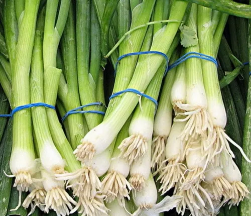 500 semillas de cebolla de hoja perenne en racimo de reliquia blanca – Sin OMG – Semillas siempre frescas – Semillas de siembra para huerto doméstico