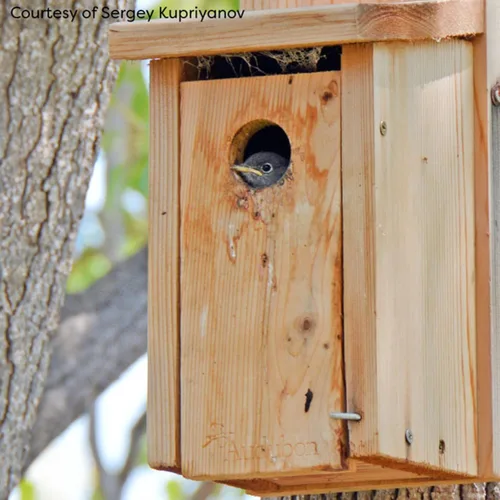 Miniatura 4 de Woodlink NABB Audubon Cedar Bluebird Casa