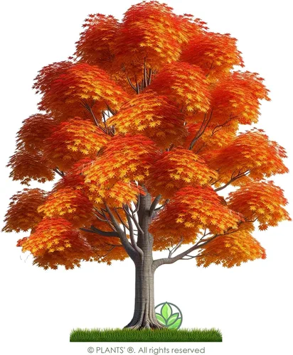 Miniatura 3 de Árbol de Arce Azúcar del Norte Semillas Premium Acer Saccharum 'Fall' Plants' (Premium Seeds, 50)