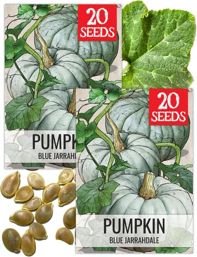 Miniatura 18 de Seed Needs, Jack O' Lantern - Semillas de calabaza – 25 semillas tradicionales para plantar Cucurbita Pepo – Sin OMG y sin tratar, ideal para tallar