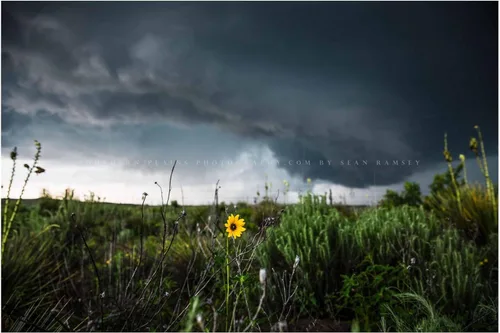 Miniatura 7 de Storm Photography Print (Not Framed) Picture of Thunderstorm Passing Behind Wild Sunflower on Spring Day in Texas Flower Wall Art Nature Decor