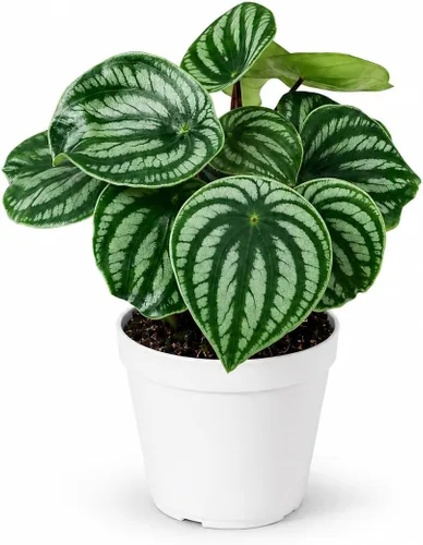 Miniatura 35 de Agloanema Garnet House Plant, Chinese Evergreen Live Plant for Indoor Spaces, Colorful Aglaonema Live Plant, Feng Shui Plants Live Houseplants for