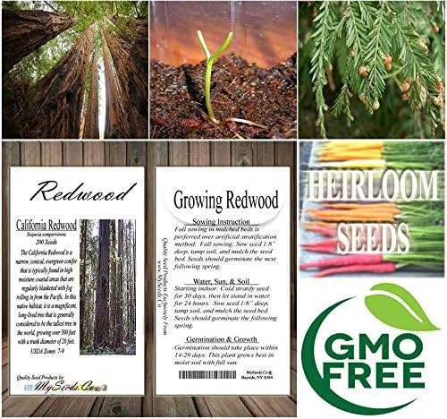 Miniatura 8 de Big Pack Landscape Seeds - Semillas de árbol de secoya de California - Sequoia sempervirens por MySeeds.Co (paquete grande California Redwood)