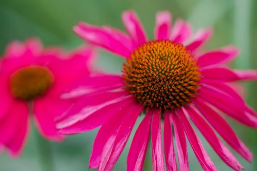 Miniatura 6 de 25 semillas de flor de hierba blanca y naranja rojo amarillo púrpura rosa blanco