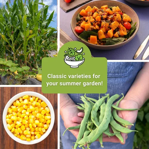 Miniatura 6 de Sow Right Seeds - Colección de semillas de 3 hermanas para plantar - Paquetes de maíz dulce Bantam, frijol Wonder Pole de Kentucky y calabaza