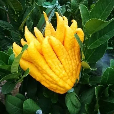 Miniatura 2 de Nuevas semillas frescas de planta de mano de Buda de 30 piezas Generic