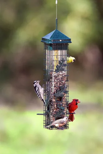 Miniatura 8 de Brome 2004 Squirrel Solution200 (5.5 x 5.5 x 30 pulgadas) Comedero para pájaros antiardillas con 6 puertos de alimentación, 2 qt/3.4 lb de capacidad