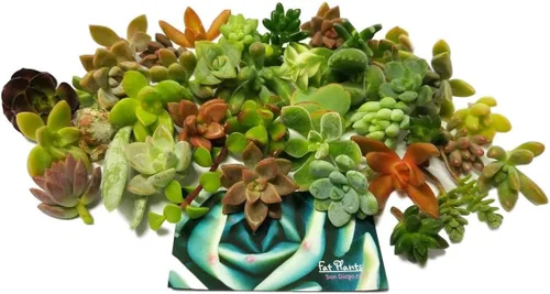 Miniatura 4 de 10 mini esquejes de suculentas vivas surtidos, no hay 2 suculentas iguales, ideales para terrarios, mini jardines y como plantas de inicio. Plantas
