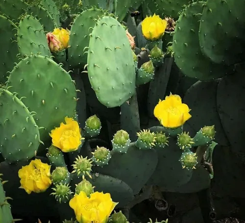 Miniatura 6 de Creation Cultivated - Planta de cactus de tuna oriental (1 almohadilla de corte) / Opuntia humifusa/cactus vivo/cactus resistente al invierno - Zona