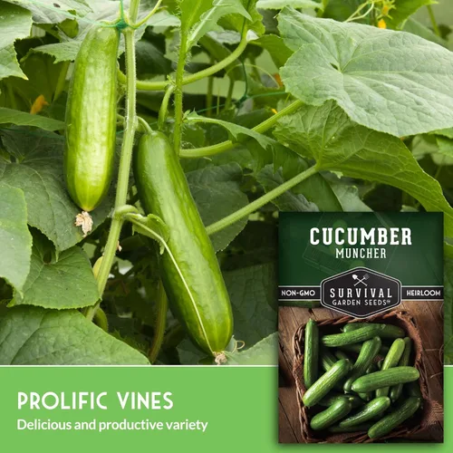 Miniatura 3 de Semillas de pepino Muncher para plantar Variedad sin eructos con piel suave para bocadillos o rebanadas – Semillas de jardín de supervivencia