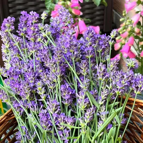 Miniatura 4 de ZEshops 1000 semillas de lavanda – Floraciones de reliquia fragantes sin OMG para plantar al aire libre, plantas perennes aptas para polinizadores