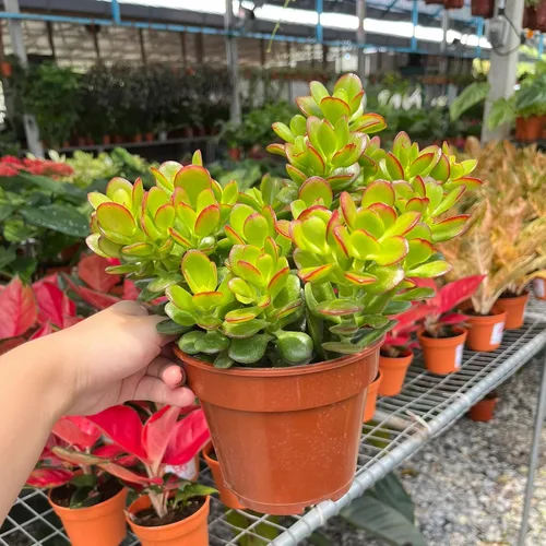 Miniatura 9 de Sprout N Green Árbol de jade enano - Crassula ovata Crosby's Compact, suculenta rara y adorable completamente enraizada en maceta de 2 pulgadas