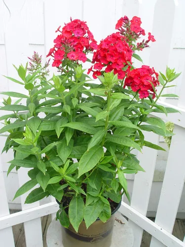 Miniatura 3 de Volcán Phlox - Phlox Volcano Rosa con Ojo Blanco (Garden Phlox) Flores perennes, rosas y blancas, 1 - Contenedor