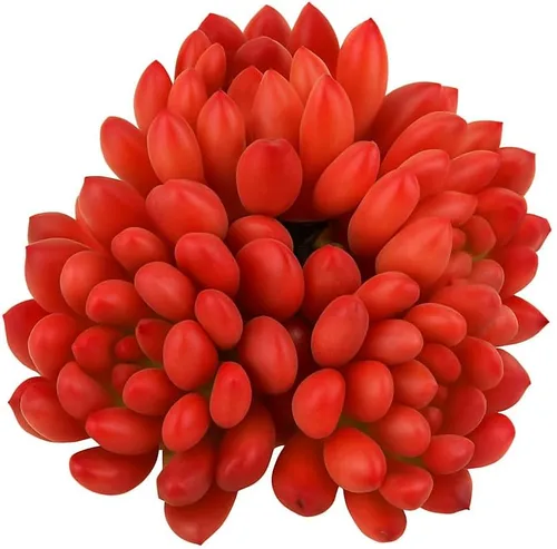 Miniatura 11 de Echeveria Agavoides Ebony - Suculenta viva - 2.5 pulgadas - Tolerante a la sequía, bajo mantenimiento, ideal para interiores y exteriores, Echeveria
