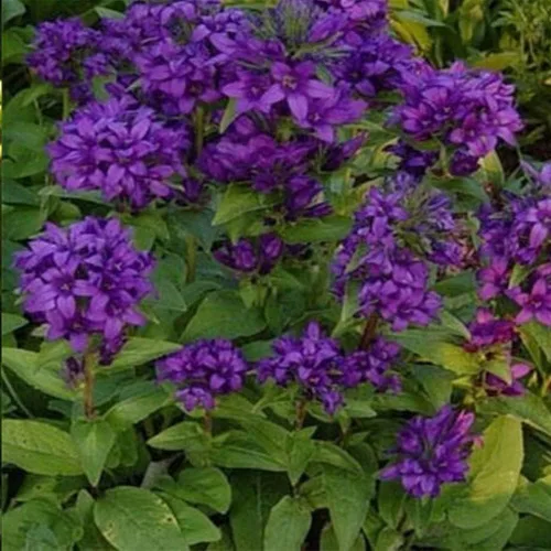 KVITER 50 Bellflower Campanula Glomerata - Semillas de flores perennes moradas, reliquia y semillas de jardín Campanula Superba sin OMG para
