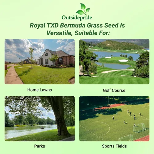 Miniatura 5 de Outsidepride Royal TXD - Mezcla de semillas de césped bermuda – 2 libras. Temporada cálida, semillas de césped de rápido crecimiento: tolerantes al
