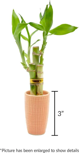 Miniatura 3 de Arreglo de bambú de la suerte de 3 tallos en mini jarrón de cerámica de color, cerámica colorida, plantas de interior, Feng Shui, planta