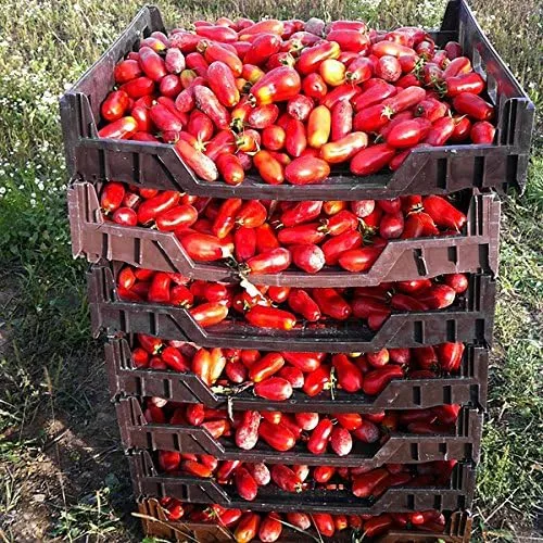 Miniatura 4 de Más de 30 semillas de tomate italianas en pasta San Marzano, sin OMG, indeterminadas, polinizadas abiertas, productivas, deliciosas, de Estados