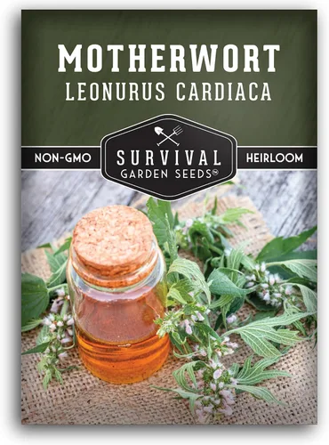 Semillas Motherwort para plantar, Leonurus Cardiaca, hierba medicinal para jardines de boticario y apoyo de polinizadores, semillas de jardín de