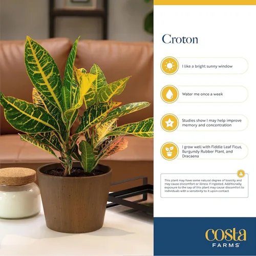 Miniatura 6 de Costa Farms Croton Petra - Plantas vivas (paquete de 2), plantas de interior y exterior en macetas, mezcla de tierra para macetas, plantas Maceta