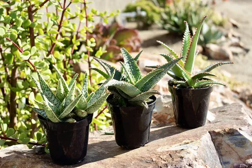 Miniatura 11 de Plantas suculentas de aloe vivo (paquete de 3), plantas suculentas viven en tierra para macetas, plantas suculentas en maceta, plantas vivas de Negro