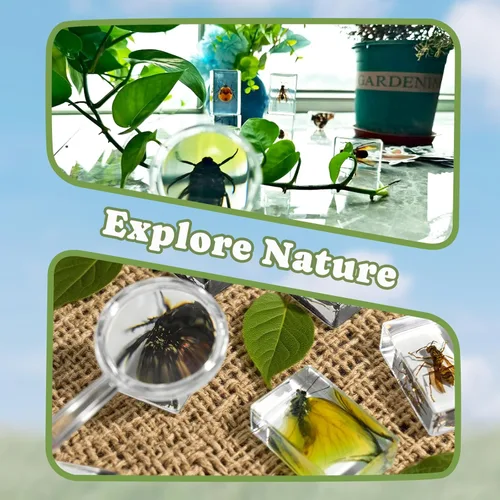 Miniatura 5 de Specimen de Insecto en Resina, Colección Educativa Científica de 12 Piezas, Exhibición para Aula de Ciencias en Preescolar, Specimens Reales