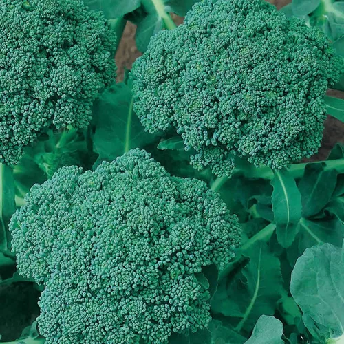 Green Sprouting - Semillas de brócoli Calabrese - 0.04 oz ~ 250-350 Semillas - Sin OMG, reliquia, polinizado abierto, huerto, micro verduras y brotes