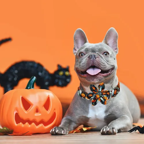Miniatura 3 de Perros de Halloween de girasol: collar de perro espeluznante, diversión floreciente para las aventuras de truco o trato de tu cachorro