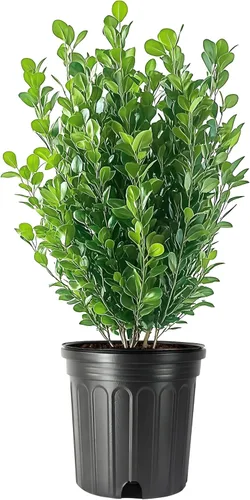 Green Mountain Boj | Planta de tamaño de 1 galón vivo | Elegante árbol de hoja perenne en forma de pirámide, ideal para topiario y paisajismo,