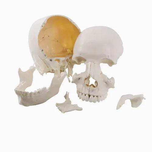 Miniatura 5 de Cráneo humano desarticulado, modelo de cráneo de 22 piezas, modelo de cráneo humano despiezado color de hueso adulto, modelo de cráneo anatómico