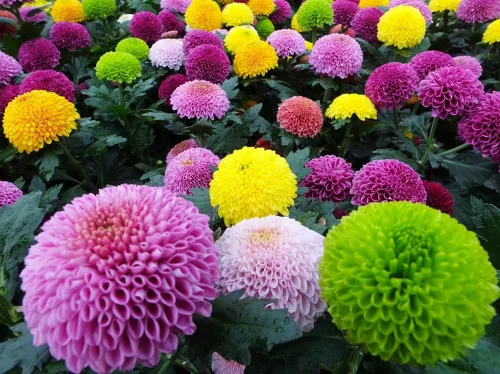 100 piezas de semillas de crisantemo pompón de colores mixtos, semillas de flores de pompón para el patio