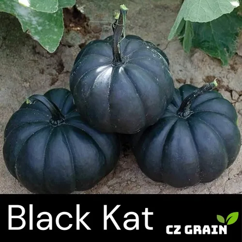Miniatura 2 de Semillas de calabaza para plantar (10 semillas) – Calabaza exótica negra – Calabazas negras profundas de piel lisa – Variedad decorativa rara