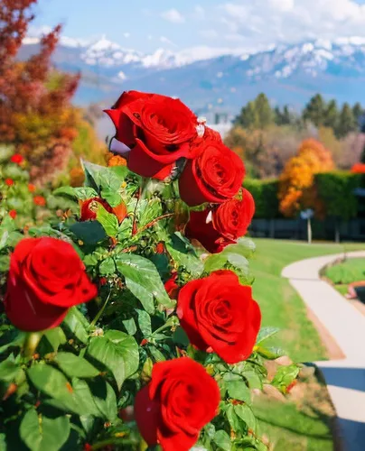 Miniatura 4 de 100 piezas de semillas de rosas flores perennes plantas raras jardín bonsái jardín