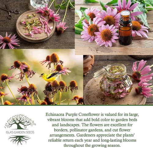 Miniatura 6 de Semillas de flores de equinácea púrpura de equinácea para plantar, más de 750 semillas de flores por paquete, semillas de jardín de Isla