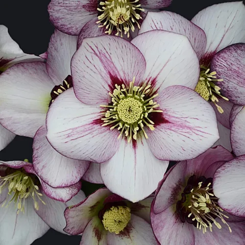 Beso Francés En Vivo Hellebore Cuaresma Rosa