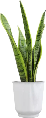 Miniatura 12 de Altman Plants - Planta de serpiente viva (Superba), aproximadamente 13" de alto, prácticamente indestructible, fácil planta suculenta para el hogar