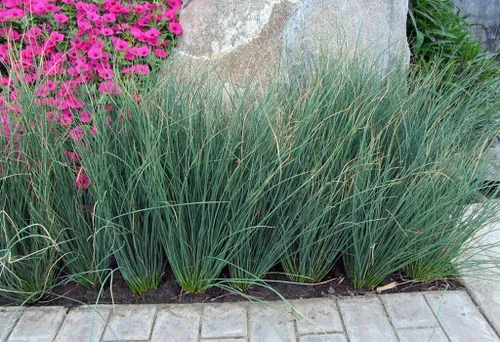 Miniatura 3 de Blue Arrows Rush Grass - Juncus Inflexus - 3 plantas vivas - Tolerante a la sequía de bajo mantenimiento