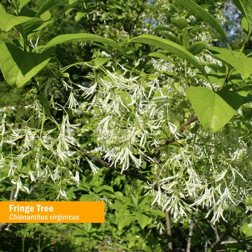 Miniatura 2 de Herb Pharm Extracto líquido Fringe Tree para apoyo del sistema digestivo - 1 onza
