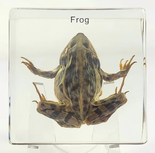Miniatura 10 de 5.5" Murciélago real con alas abiertas en resina de lucite transparente, especímenes de artesanía, pisapapeles preservado, colección de taxidermia