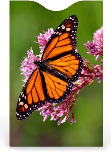 Miniatura 4 de Monarque Fundas de bloqueo RFID para tarjetas de crédito (juego de 6) - Paquete de mariposa, Mariposa
